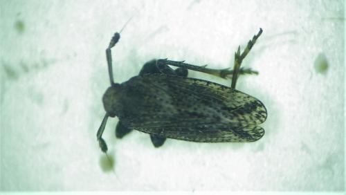 Réf. 280 616 : Asiraca clavicornis